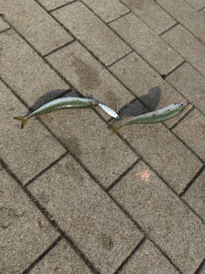 小サバに成長しつつ、タコはそろそろ♪