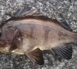 メバリング1840〜1925