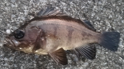 メバリング1840〜1925