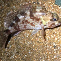 シンペンガシリング