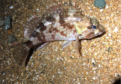 シンペンガシリング