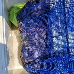 早朝オクトパッシング