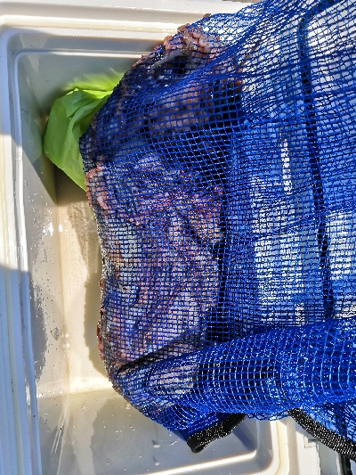 早朝オクトパッシング