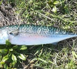 メバリング1905〜1930