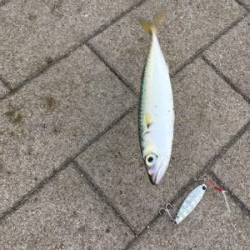 豆サバは小サバへ成長