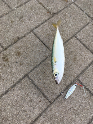 豆サバは小サバへ成長