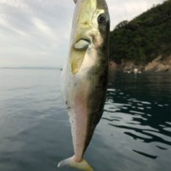 初ショアタイラバ