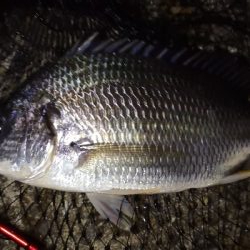 アジング練習 150