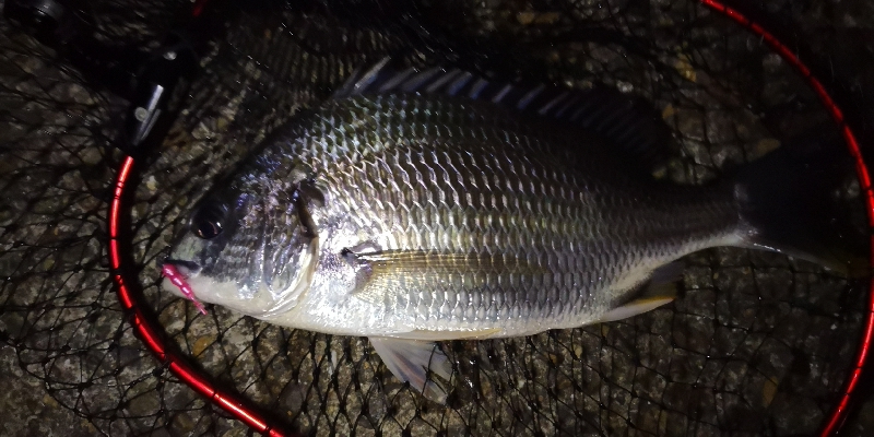 アジング練習 150