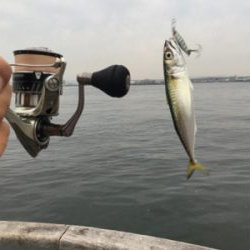 育ち盛りの小サバ∞タコも成長♪