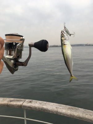 育ち盛りの小サバ∞タコも成長♪
