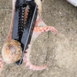 雨上がりのタコ