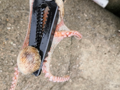 雨上がりのタコ