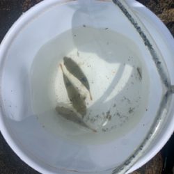 キス狙いでしたが…