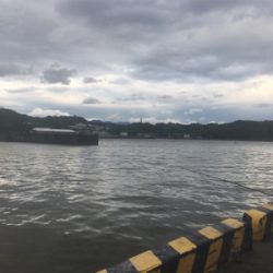 小鯖泳がせでツバス