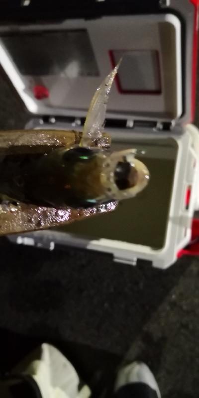 アジング練習 151