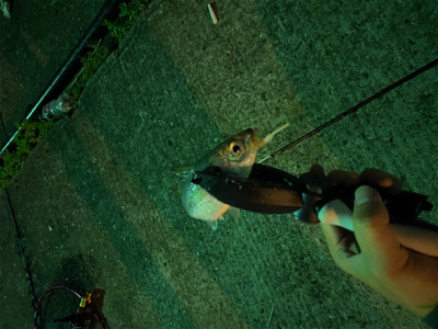 サバゲー&アジング