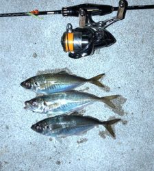 アジングナイト