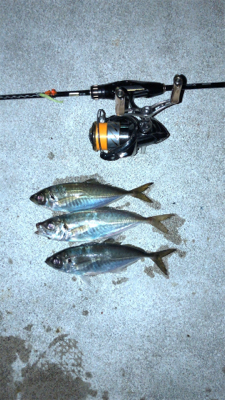 アジングナイト