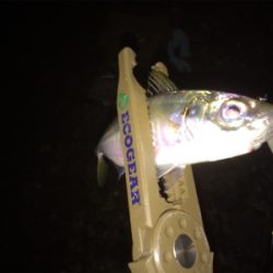 プラグなんでも釣れますね