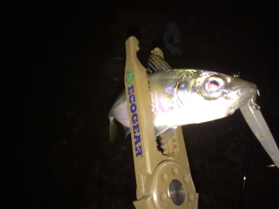 プラグなんでも釣れますね