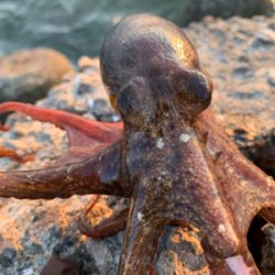 仕事帰りのタコ爆