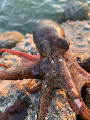 仕事帰りのタコ爆