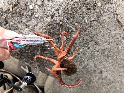 活性低めでした