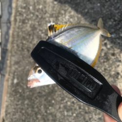 キス釣り6目達成