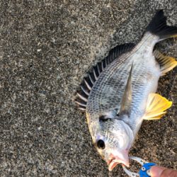 今朝はチヌの活性が高い