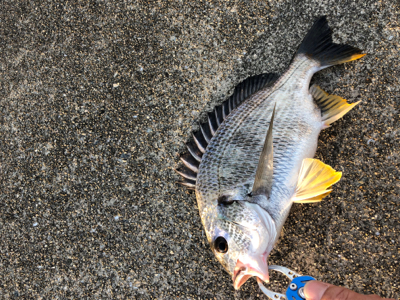 今朝はチヌの活性が高い