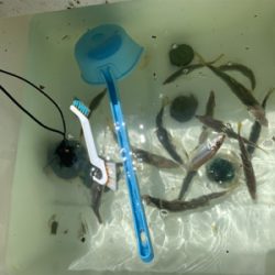 マイボートでサビキ＆キス釣り