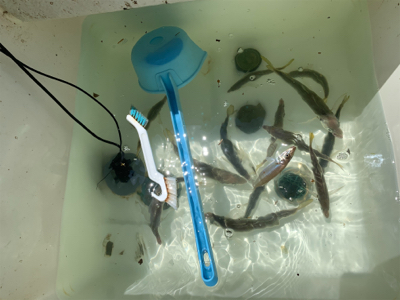 マイボートでサビキ＆キス釣り