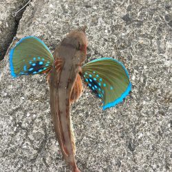 久々のキス釣り