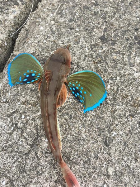 久々のキス釣り