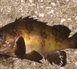 メバリング2010〜2153