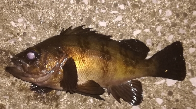 メバリング2010〜2153