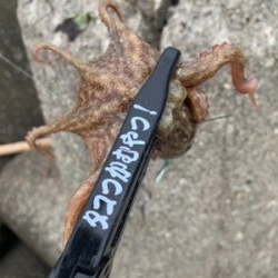 タコ、プチ爆！