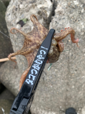 タコ、プチ爆！