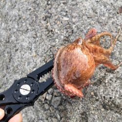 夜のオクトパッシング