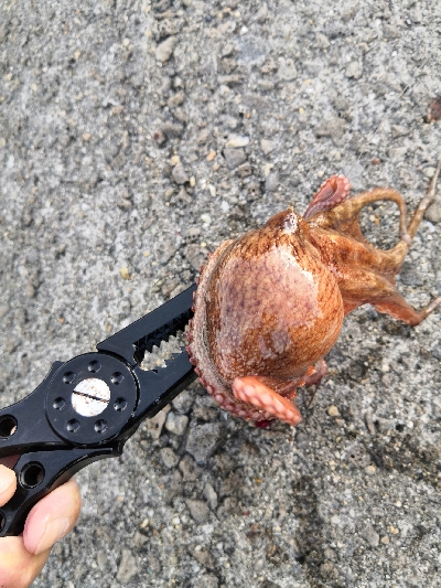 夜のオクトパッシング