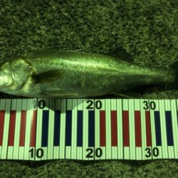 久しぶりの釣行