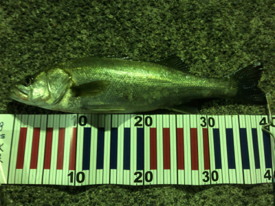 久しぶりの釣行