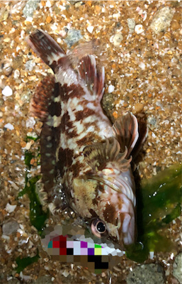 相変わらずガシラ