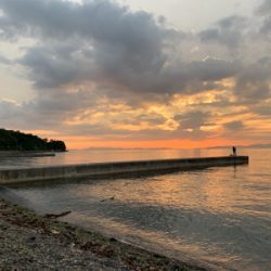 まだいた！イカ