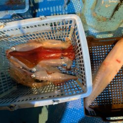 イカメタルでパラソル