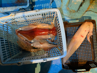 イカメタルでパラソル