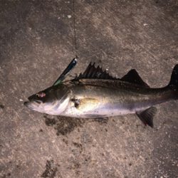 1シーバス2チーバス