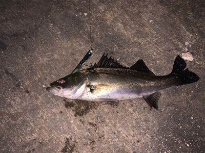 1シーバス2チーバス