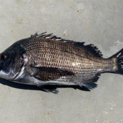 久し振りのフカセ